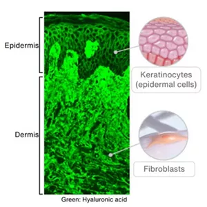 Image of hyaluronic acid in the skin. Hyaluronic acid is present between the epidermal cells and between dermal fibroblasts.