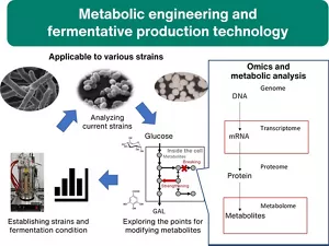 Outline of biorefinery research utilizing metabolic engineering and fermentative production technology. Fermentative processes are optimized and efficient production technology is established by constructing and evaluating strains based on metabolic analysis.