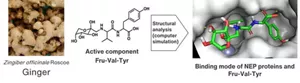 The result of structural analysis (by computer simulations) of a component that is contained in ginger and reduces wrinkles, Fru-Val-Tyr, and its target protein. A new functional molecule is created on the basis of the binding mode analysis.