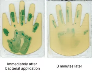 Left: Colored in blue just after bacteria was applied. Right: Some of the color has disappeared three minutes later.