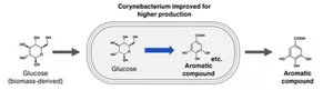 In the process of producing aromatic compounds such as the one on the far right from biomass-derived glucose on the far left, glucose is converted using Corynebacterium, a microorganism improved for higher production.