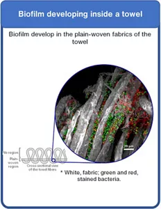 A microscopic photograph of biofilms developing inside a towel. By coloring the bacteria adhered to the fabrics in green or red, we can clearly recognize that the biofilms develop more commonly in the inner, plainly woven region than in the pile region on the surface of the towel.