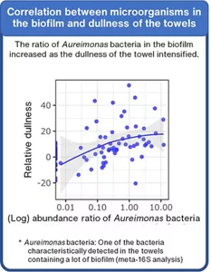 A graph showing the intensity of dullness of the towels and the percentage of Aureimonas bacteria in the biofilms. It clearly shows that the percentage of Aureimonas bacteria existing in the biofilms is well correlatedly increases with the intensity of dullness.