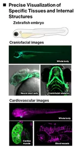 This is an example of a picture that clearly captured the inner structure of zebrafish. Imaging technology clarifies the morphological changes in green or red. Craniomaxillofacial and cardiovascular examples are shown.