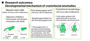 A figure explaining the developmental mechanism of craniomaxillofacial anomalies of zebrafish. Anomalies are found in: neurons within 24 hours after fertilization, the first pharyngeal arch in 24 hours, and craniomaxillofacial morphology, such as cleft palate, in 96 hours.