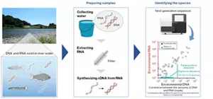 This figure shows a test method to sample RNA from a river and identify species with a next-generation sequencer. The figure on correlation between the amounts of detected DNA and RNA shows that DNA determination can lead to false-positive detection of marine or estuarine fish, which do not live in the river, whereas RNA determination can precisely detect freshwater fish.