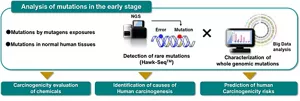 This is a figure explaining the information obtained from the analysis of early genome mutations. By combining sequencing technologies capable of accurately detecting low-frequency mutations with big data on genomic mutation characteristics, it becomes possible to make accurate predictions of carcinogenicity, identify cancer-causing factors, and predict future cancer development risks.