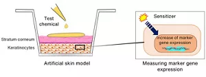 A figure explaining the EpiSensA test. This is a method to determine marker gene expression by dropping an ingredient to be evaluated on the artificial skin model. If the sensitizer is contained in the ingredient, the marker gene developing in the keratinocytes will intensify. Therefore, the ingredient can be evaluated.