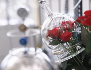 Photograph of a rose from which fragrances are being extracted