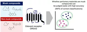 The discovery of an odorant receptor that comprehensively recognizes musk compunds now makes it possible to predict whether a certain substance has a musky odor.
