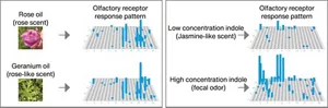 Diagrams showing the results obtained using ScentVista 400 to investigate how olfactory receptors respond to odorants. One example shows similar olfactory receptor response patterns from different fragrance raw materials, and another shows how the patterns vary with concentrations of the same odorant.