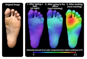 We analyzed iso-valeric acid, a component of bad foot odor, with ScentEYE, and could visualize the result that the amount of the component was the same between after taking a bath at night and after going to the office the next morning, but it increased significantly at the base of the big toe after working for a day