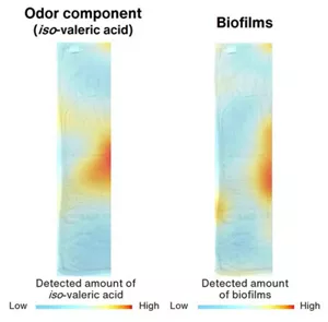 Distribution of an unpleasant odor component and biofilms in a towel, visualized by the ScentEYE technology. In a towel collected from a normal household, washed and then dried inside a laboratory, the unpleasant odor component was distributed in almost the same locations as biofilms (masses of bacteria).