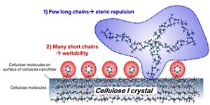 Concept diagram of the “Dual Graft System” for efficiently dispersing cellulose nanofibers. It introduces a small number of long-chain modifying groups that impart steric repulsion to the surface of cellulose nanofibers (cellulose crystals) and a large number of short chains that impart wetting properties.