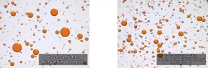 The image on the left shows how oil droplets are dispersed in an aqueous solution of a conventional dishwashing detergent. Relatively large oil droplets are present. The image on the right shows how oil droplets are dispersed in an aqueous solution of CuCute. Oil droplets have been broken up into finer ones.