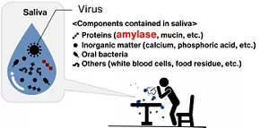 Components contained in saliva. Saliva contains proteins such as amylase and mucin, inorganic matter such as calcium and phosphoric acid, and oral bacteria and other components such as white blood cells and food residue. The saliva of an infected person contains the virus.