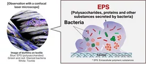 Observation with a confocal laser microscope. In an image of biofilms formed on textile, EPS (polysaccharides) is shown in blue, stained bacteria are shown in green and red, and the textile is shown in white. The biofilm is a complex of bacteria enclosed in extracellular polymeric substances (or EPS) made of polysaccharides, proteins, and other substances the bacteria secrete.