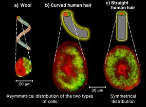 Three figures that show the relationship between the distribution of two different types of cells and the shape of hair. The image on the left shows a cross-section of sheep’s wool, where the two types of cells are distributed very unevenly. The middle image shows a cross-section of frizzy human hair, where the two types of cells are distributed moderately unevenly. The image on the right shows a cross-section of straight human hair, where the two types of cells are distributed evenly in a concentric way.