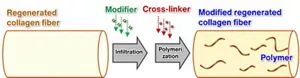 A modifier is infiltrated into regenerated collagen fibers, after which a cross-linker is infiltrated into them to form a polymer in the collagen fibers.