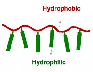Schematic illustration of our thermoplastic polymer. Hydrophilic hard segment is bound to hydrophobic soft segment.