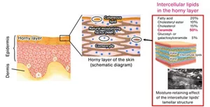 The image shows the lamellar structure of lipids located between horny layer cells and the mechanism of moisture retention in the skin. A cross-section of the skin is shown. The horny layer forms the top layer of the epidermis, and is made up of corneocytes, with the spaces between these cells filled by intercellular lipids. These intercellular lipids form a lamellar structure and retain moisture. Ceramide constitutes up 50% of the horny layer’s intercellular lipids. Other lipids are fatty acids (20%), cholesteryl ester (10%), cholesterol (15%), and glucosyl- or galactosylceramide (5%).