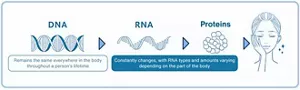 DNA remains unchanged throughout a person's life and is the same in every part of the body, while RNA constantly changes and differs in type and amount depending on the part of the body. RNA acts as the template for building proteins that play a multitude of roles in the body.