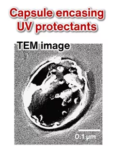 This is a TEM image of a capsule encasing UV protectants. It shows how an oil phase containing the UV protectants is contained in the capsule. The size of the capsule is about 0.2 micrometers.