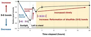 Time dependent changes in the amount of S-S bonds of hair before and after exposure to sunlight