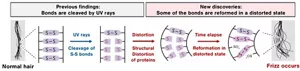Illustration of mechanism of frizz caused by UV rays and distortion