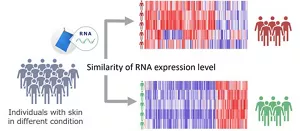 Figure. Classification of skin types based on gene expression characteristics (graphic representation)