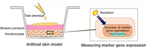 Figure 1—Visual representation of EpiSensA testing The raw material to be evaluated is applied to artificial skin consisting of stratum corneum and keratinocytes. Marker gene expression strengthens when a sensitization agent is present.