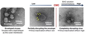 BAC function against enveloped viruses