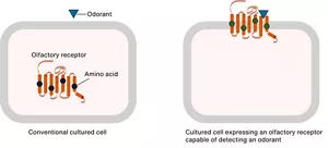 Diagram showing differences in olfactory receptor localization in cultured cells caused by amino acid substitution