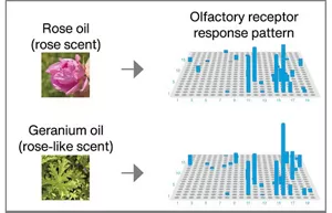 Diagrams showing the results obtained using ScentVista 400 to investigate how olfactory receptors respond to odorants. One example shows similar olfactory receptor response patterns from different fragrance raw materials, and another shows how the patterns vary with concentrations of the same odorant.
