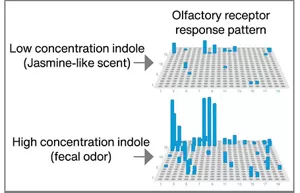 Diagrams showing the results obtained using ScentVista 400 to investigate how olfactory receptors respond to odorants. One example shows similar olfactory receptor response patterns from different fragrance raw materials, and another shows how the patterns vary with concentrations of the same odorant.
