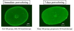 Fluorescent microscopy images showing the inside of the hair. The images show that SS bond cleavage is limited immediately after hair coloring, while SS bond cleavage has progressed by Day 7 after hair coloring.
