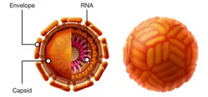 Schematic diagram of the dengue virus, with RNA enclosed by a capsid formed by the aggregation of proteins and further enveloped by a viral envelope.