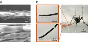 A electron microscope image of the foreleg, showing the scales covering the mosquito’s legs.