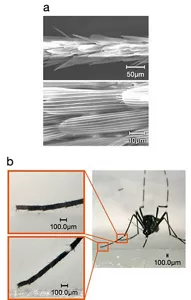 A electron microscope image of the foreleg, showing the scales covering the mosquito’s legs.