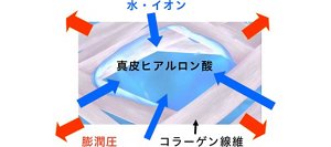 図1 ヒアルロン酸の皮膚物性への関与(モデル)