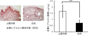 図3 光老化による皮膚ヒアルロン酸量の減少