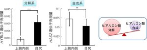 図4 光老化による真皮ヒアルロン酸代謝バランスのくずれ