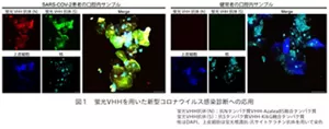 図1 蛍光VHHを用いた新型コロナウイルス感染診断への応用 感染患者と健常者の口腔内サンプルの比較画像