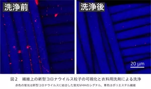 図2 繊維上の新型コロナウイルス粒子が赤く光って見える様子 および、衣料用洗剤によりほぼ消失する様子