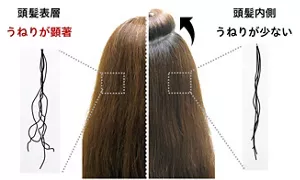 頭髪表面と内側でのうねりの比較画像。表層ではうねりが顕著で、内側は少ないことを表しています。