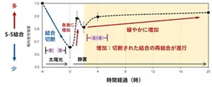 太陽光照射前後における毛髪内のS-S結合量の経時変化。
