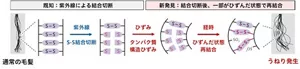 紫外線およびひずみの影響で、うねりが発生するメカニズムのイメージ図。