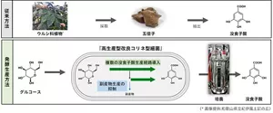没食子酸を製造する従来の方法と発酵生産方法の比較。コリネ型細菌に複数の没食子酸生産経路を導入し、かつ副産物生産の代謝経路を抑制することに成功。コリネ型細菌を用いて、グルコースから没食子酸を高効率に発酵生産する技術を確立しました。