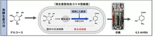 4,3-AHBAの生産プロセスのイメージ。類似成分がコリネ型細菌の中で生合成されていることを利用し、独自に開発した酵素をコリネ型細菌に導入することで生合成経路の構築に成功しました。