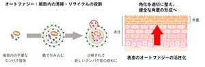 オートファジーの活性化による健全な角層を形成する技術のイメージ図